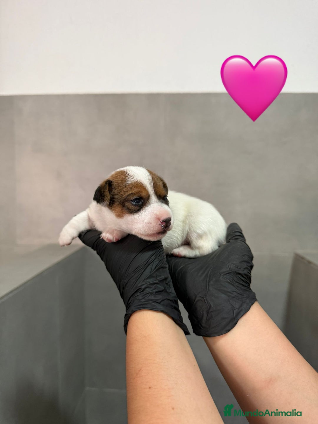 Jack Russell Terrier perros en venta: Cachorros Jack Russell bicolor patita corta  - Imagen 5