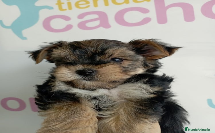 Yorkshire Terrier perros - Anuncio 1