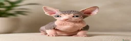 Sphynx gatos en venta: Última hembra Sphynx  - Anuncio 2