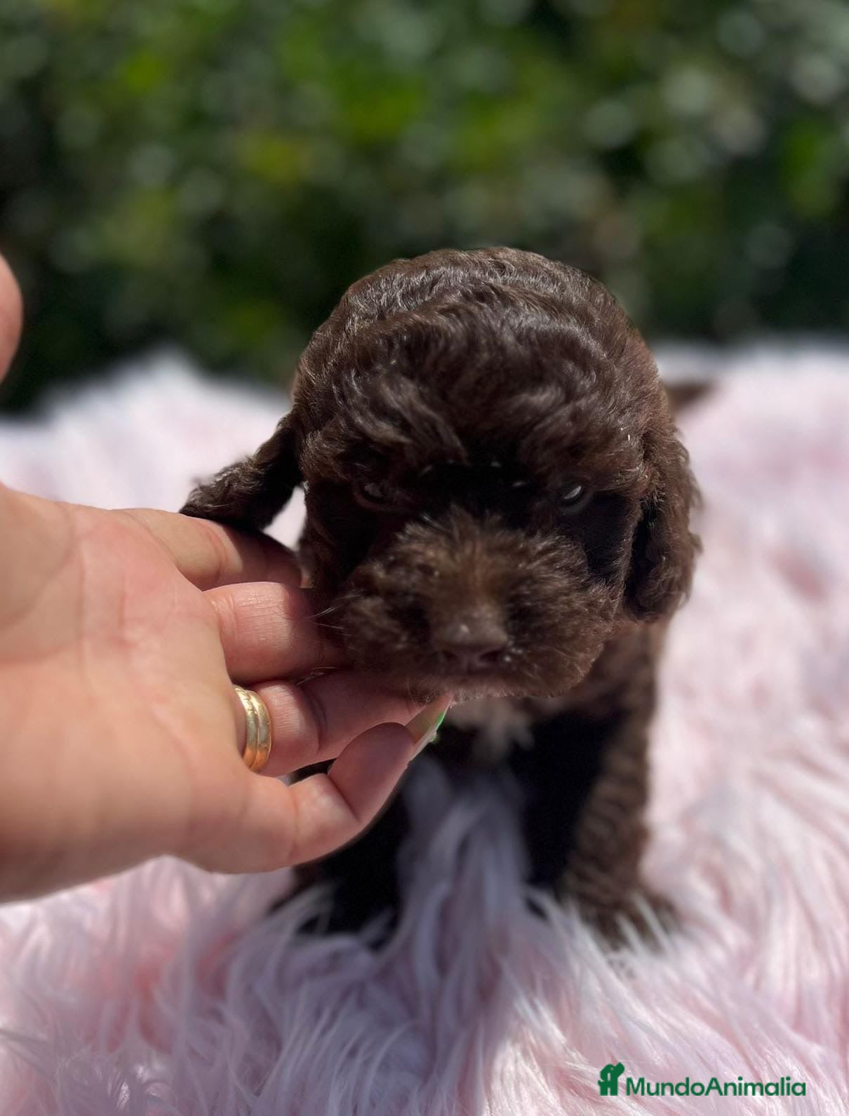 Perro de Agua Español perros PERRO DE AGUA ESPAÑOL - Anuncio 2