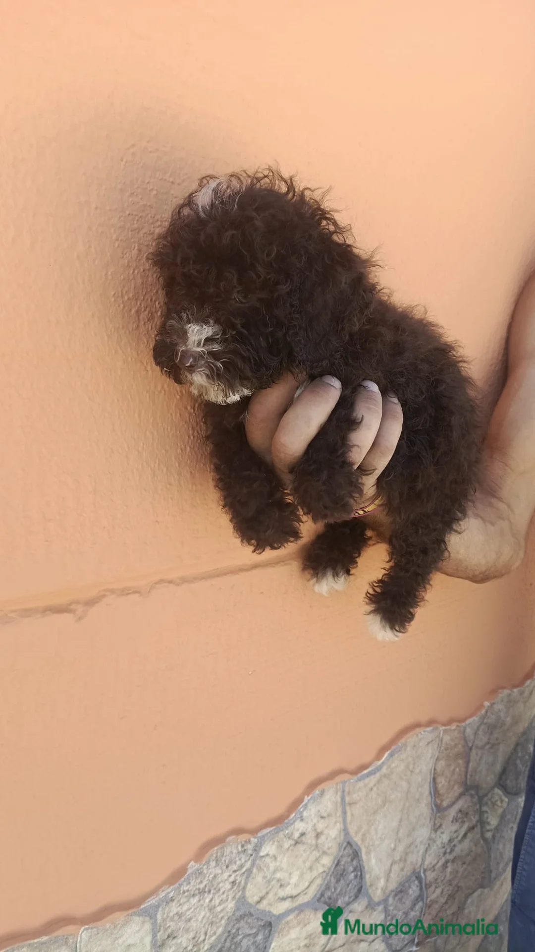 Perro de Agua Español perros en venta: Perros de agua disponible 🐶🐾 en Cádiz - Anuncio 2
