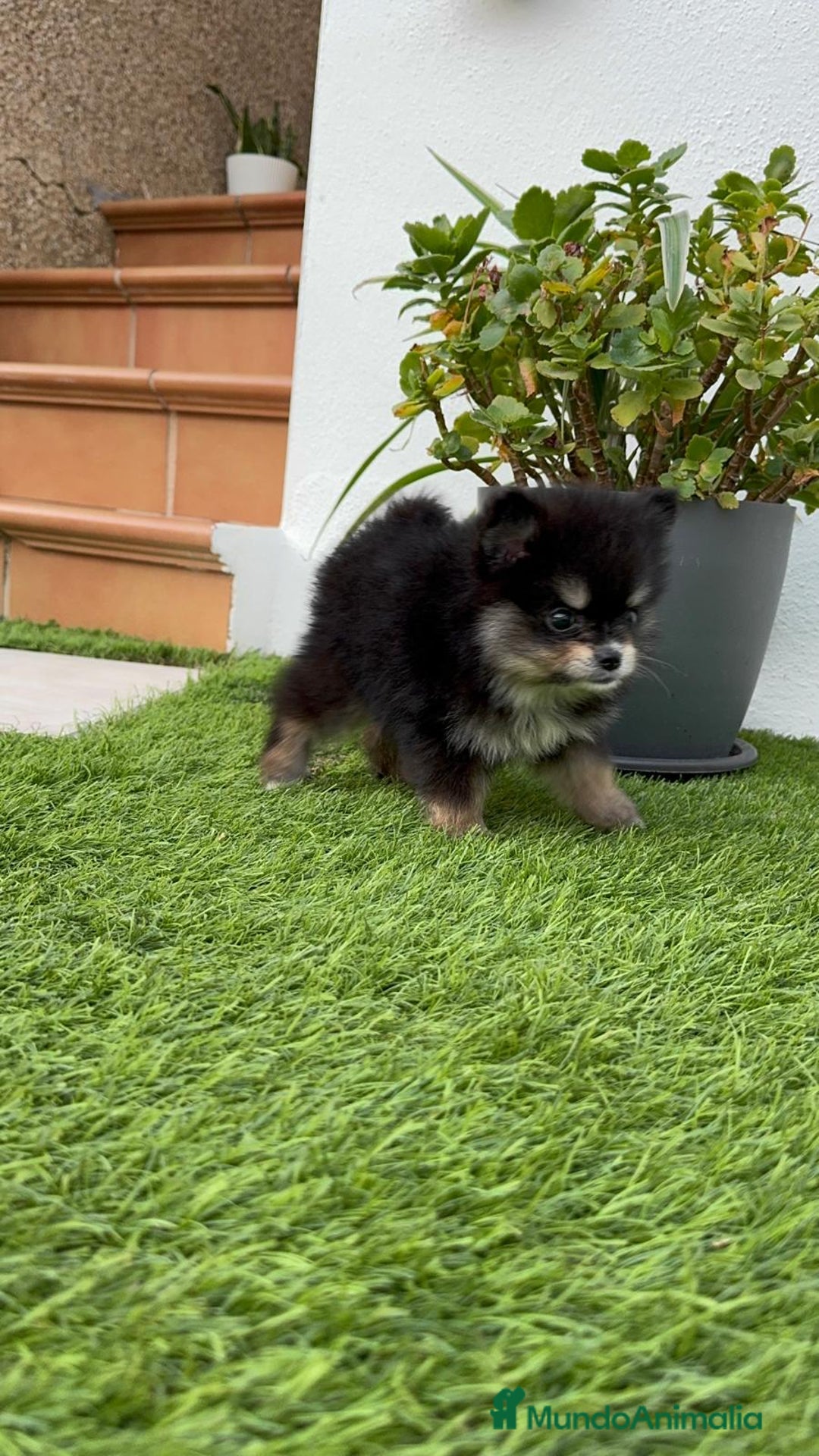 Pomerania perros en venta: POMERANIA HEMBRA BLACK AND TAN - Imagen 2