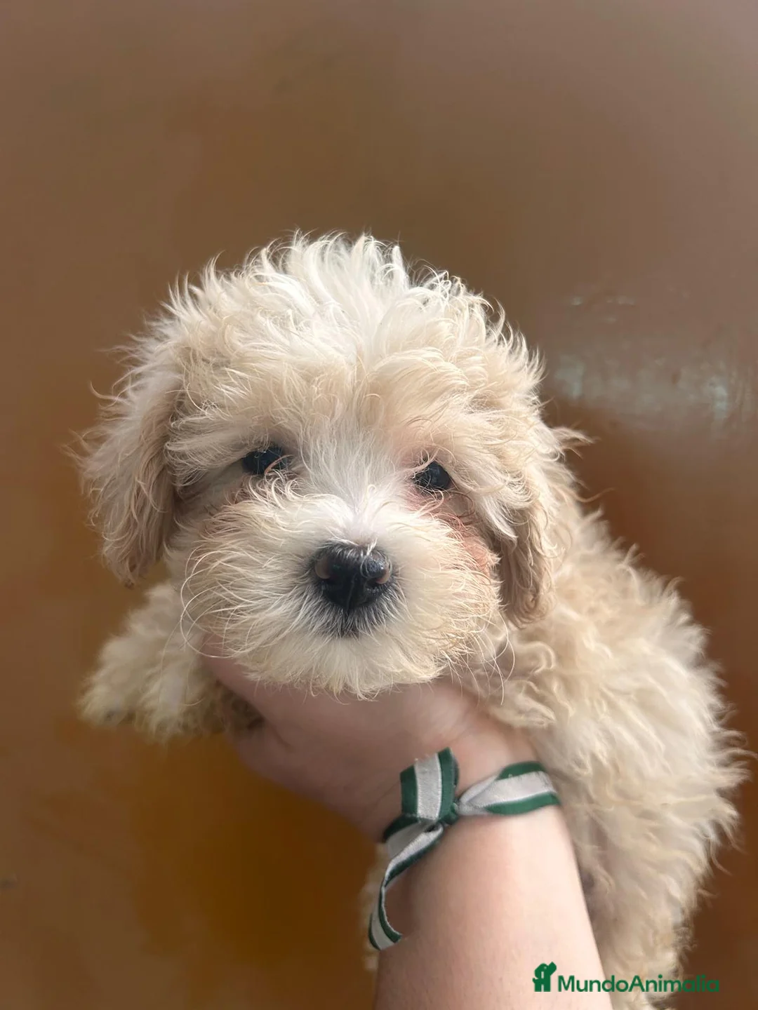 Maltipoo perros en venta: Maltipoo 628789235 - Anuncio 4