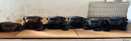 Labrador Retriever perros en venta: labrador negro - Anuncio 7