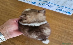 Pomerania perros en venta: Espectaculares Pomerania - Imagen 14
