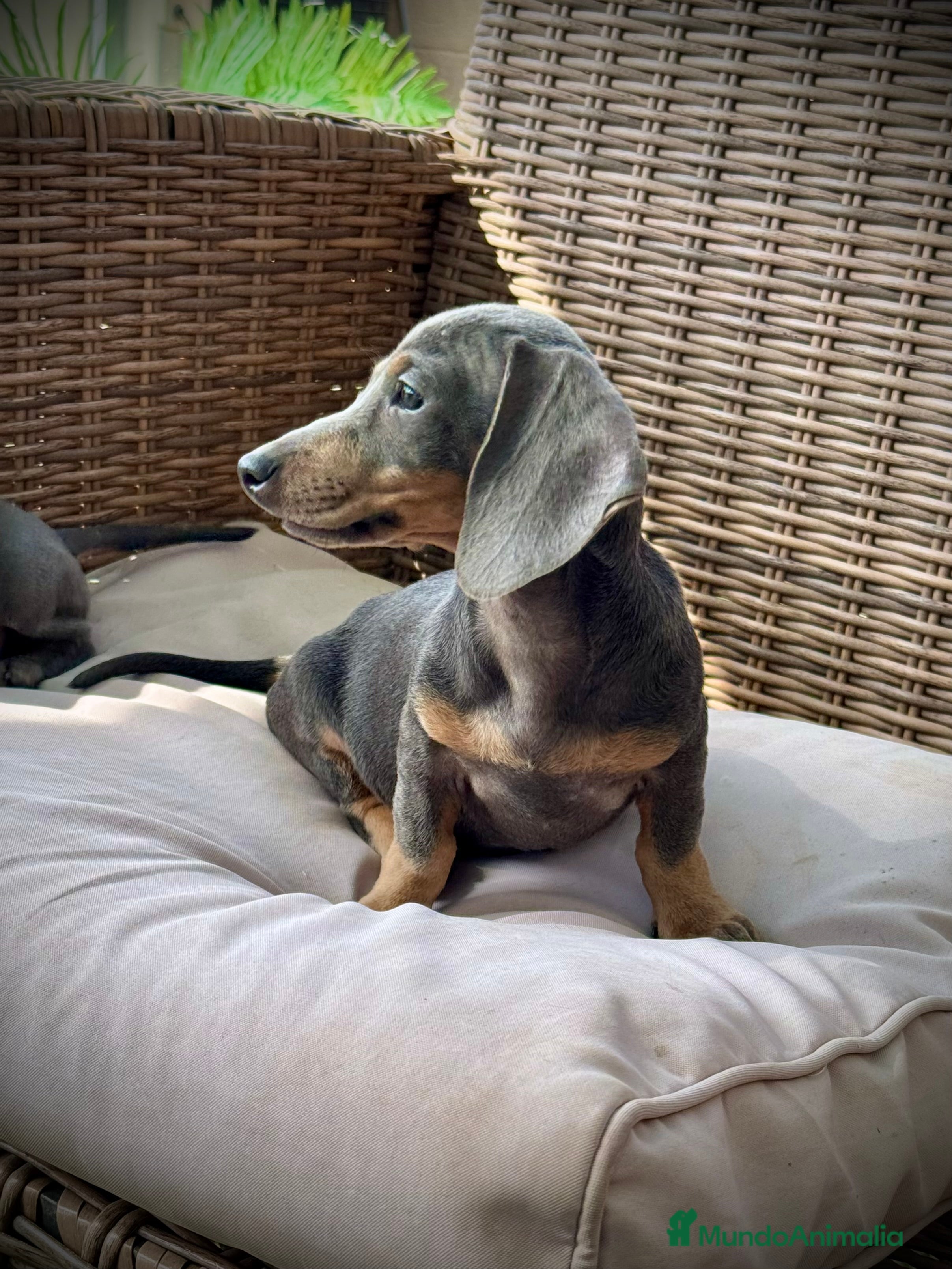 Teckel Miniatura perros Teckel miniatura  - Anuncio 6