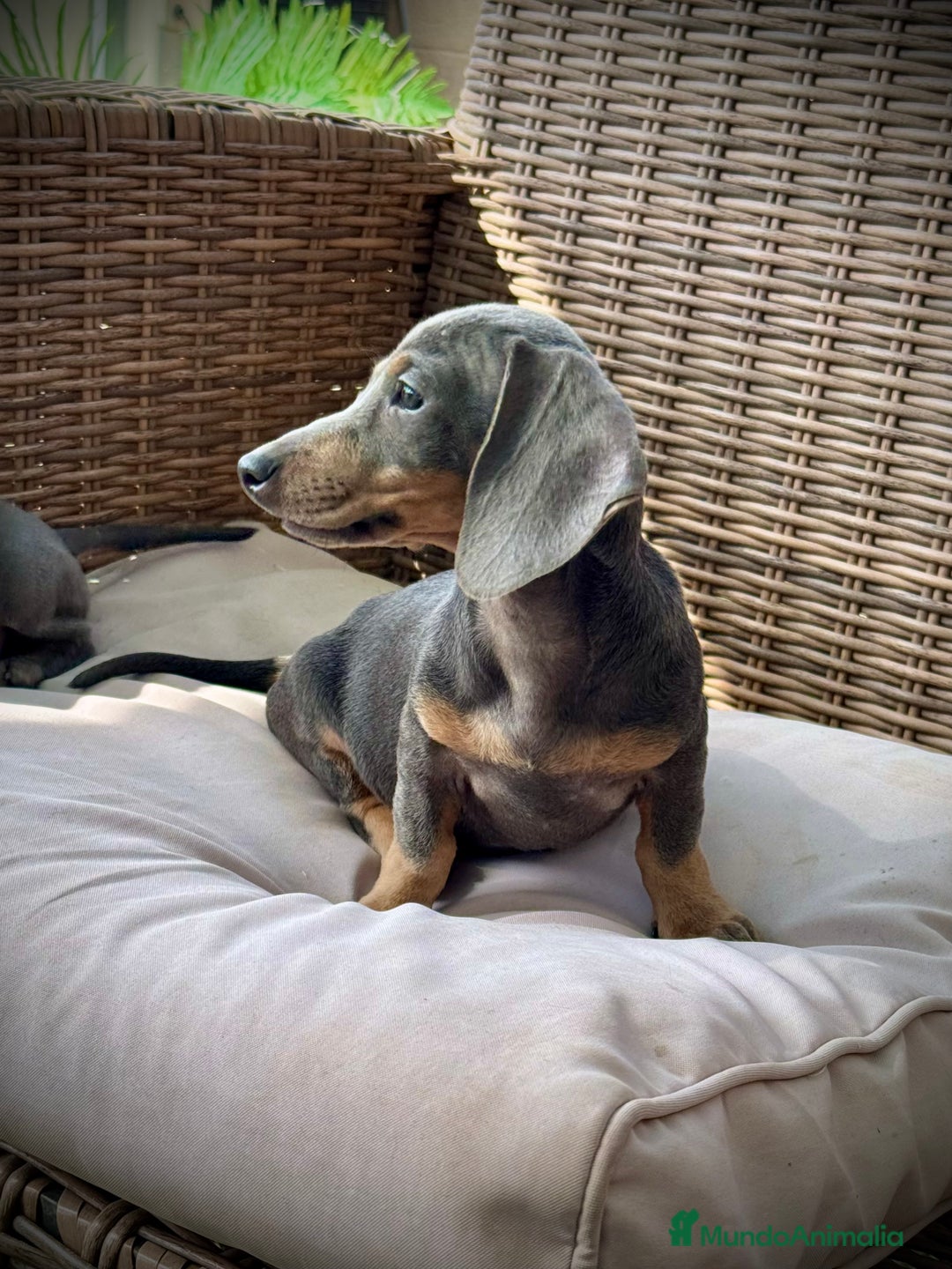 Teckel Miniatura perros en venta: Teckel miniatura  - Imagen 1