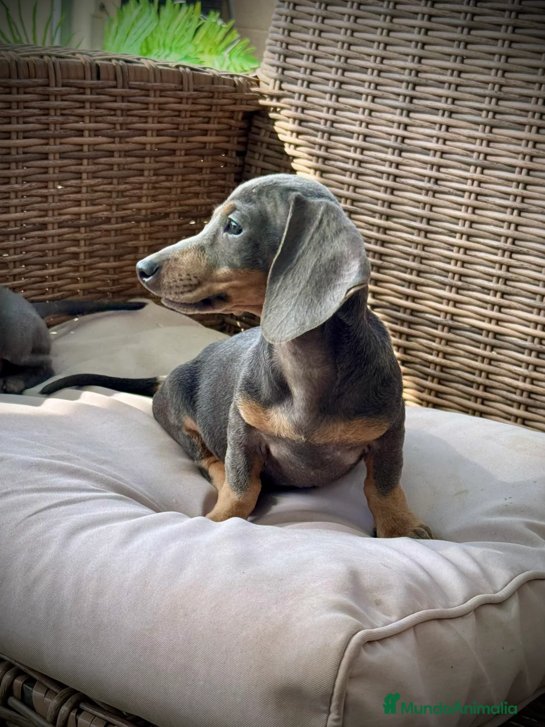 Teckel Miniatura perros en venta: Teckel miniatura  - Anuncio 1