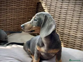 Teckel Miniatura perros Teckel miniatura - Anuncio 3