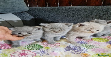 Australian Mist gatos - Anuncio 1