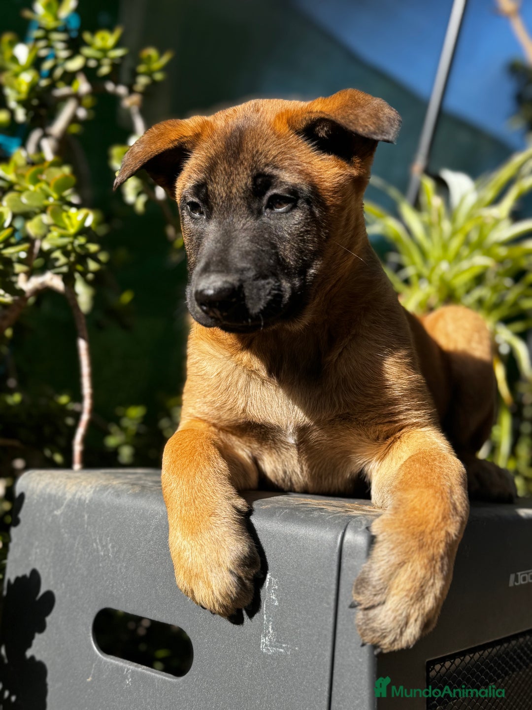 Pastor Belga Malinois perros en venta: Pastor Belga Malinois - Anuncio 17