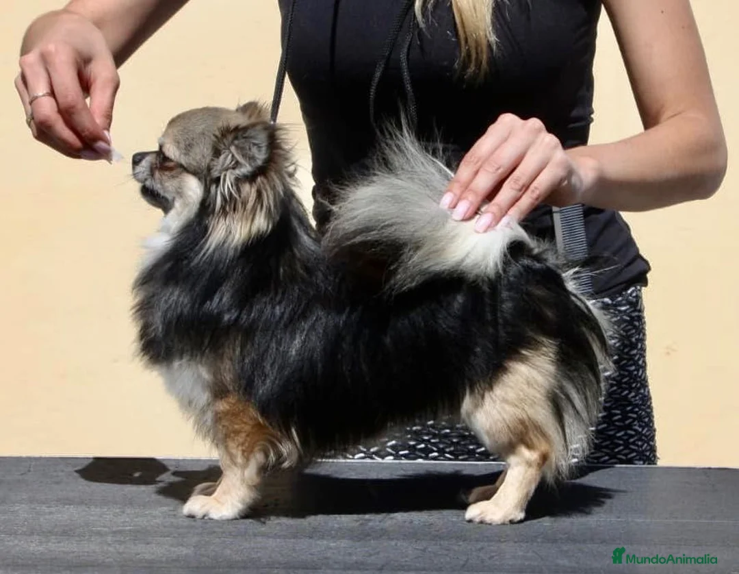 Chihuahua perros en venta: Chihuahua macho de pelo largo - Anuncio 2