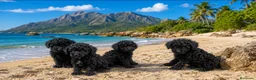 Caniche Toy perros en venta: Cachorros de caniche Toy - Anuncio 2