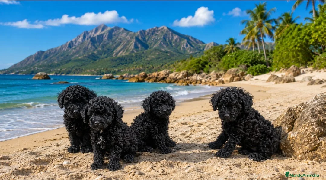 Caniche Toy perros en venta: Cachorros de caniche Toy - Anuncio 2