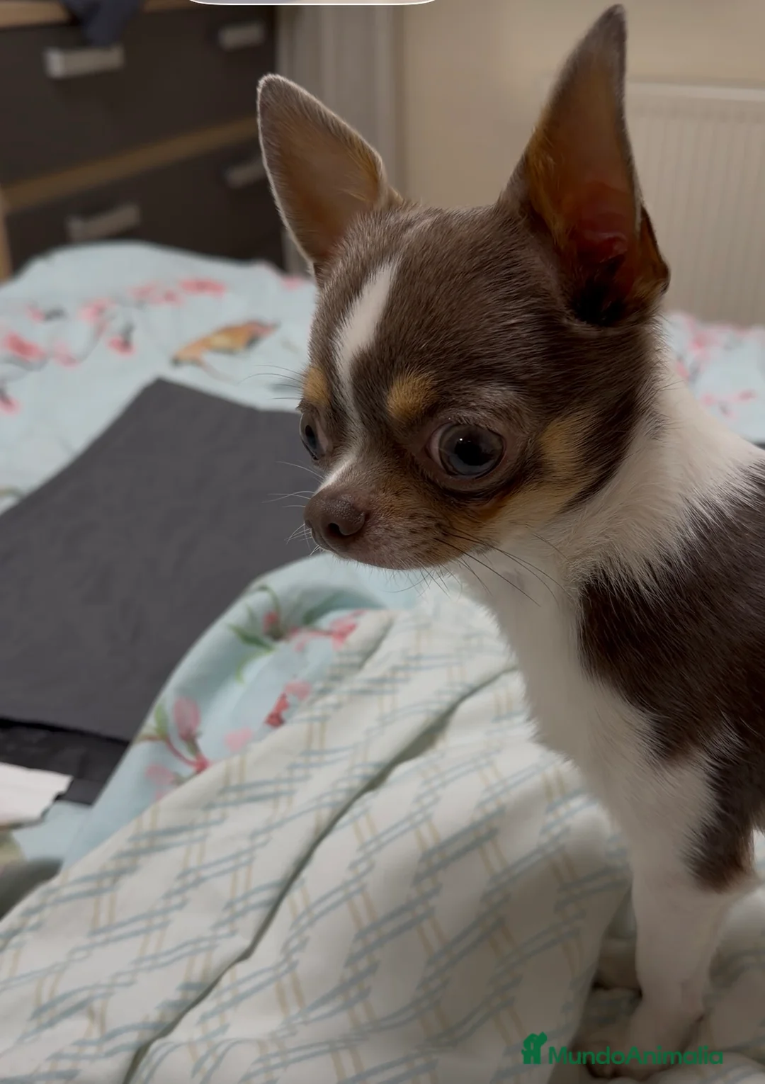 Chihuahua perros para monta: Chihuahua color exótico para monta  - Anuncio 1