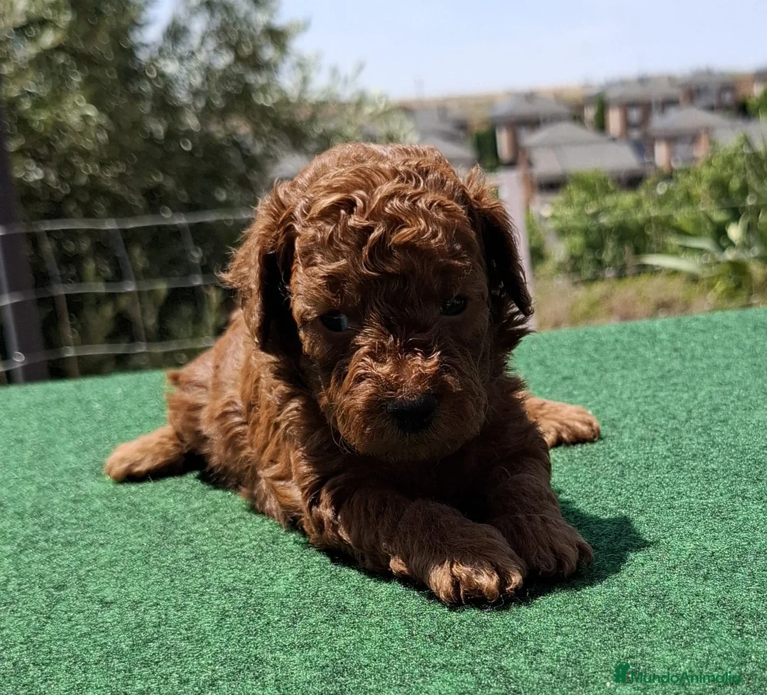 Caniche Toy perros en venta: Caniches toy machos - Anuncio 2