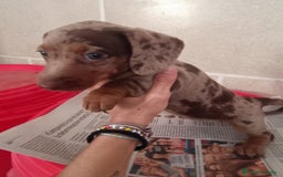 Teckel Miniatura perros en venta: CACHORROS DE TECKEL MINI  - Imagen 11