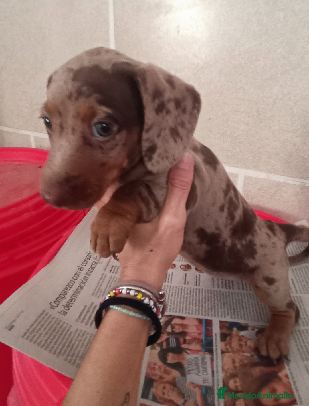 Teckel Miniatura perros en venta: CACHORROS DE TECKEL MINI  - Imagen 11