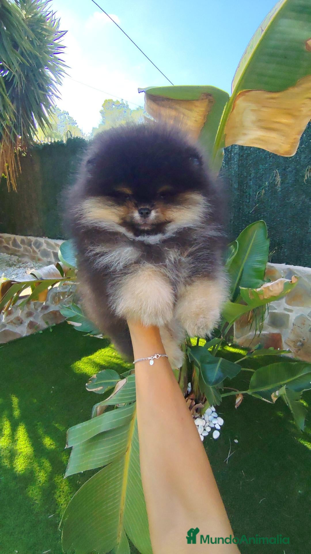 Pomerania perros en venta: Lulu pomerania toy  - Anuncio 3