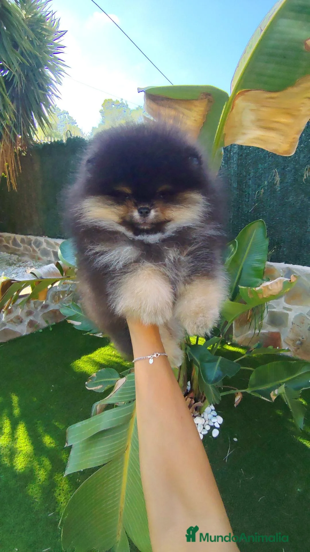 Pomerania perros en venta: Lulu pomerania toy  - Anuncio 1