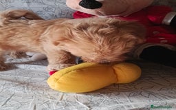 Maltipoo perros en venta: Maltipoo macho  - Imagen 4