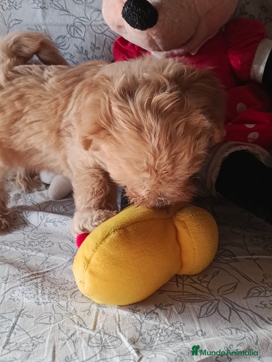 Maltipoo perros en venta: Maltipoo macho  - Imagen 4