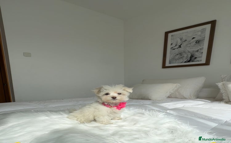 Bichón Maltés perros - Anuncio 1