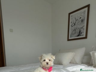 Bichón Maltés perros - Anuncio 1