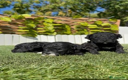 Caniche Toy perros en venta: CANICHE TOY - Imagen 14