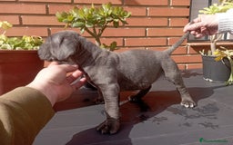 Cane Corso perros en venta: Camada de 🌟Cane Corso🌟 - Imagen 5