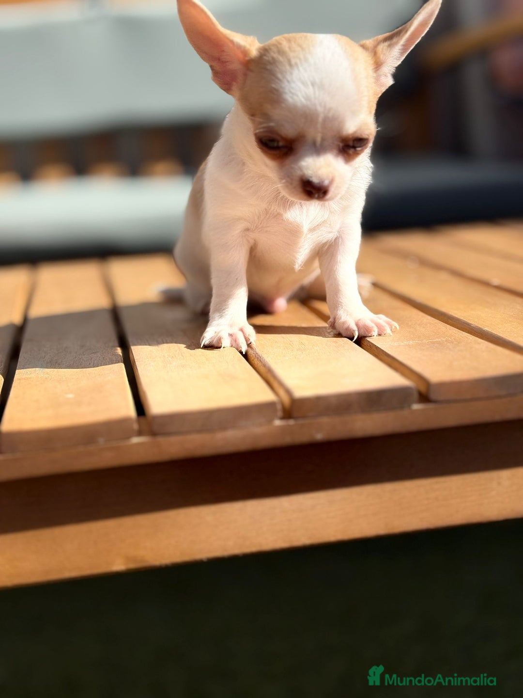 Chihuahua perros en venta: Chihuahua Toy Rusos - Imagen 21