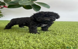 Perro de Agua Español perros en venta: PERRO DE AGUA ESPAÑOL HEMBRA - Imagen 9