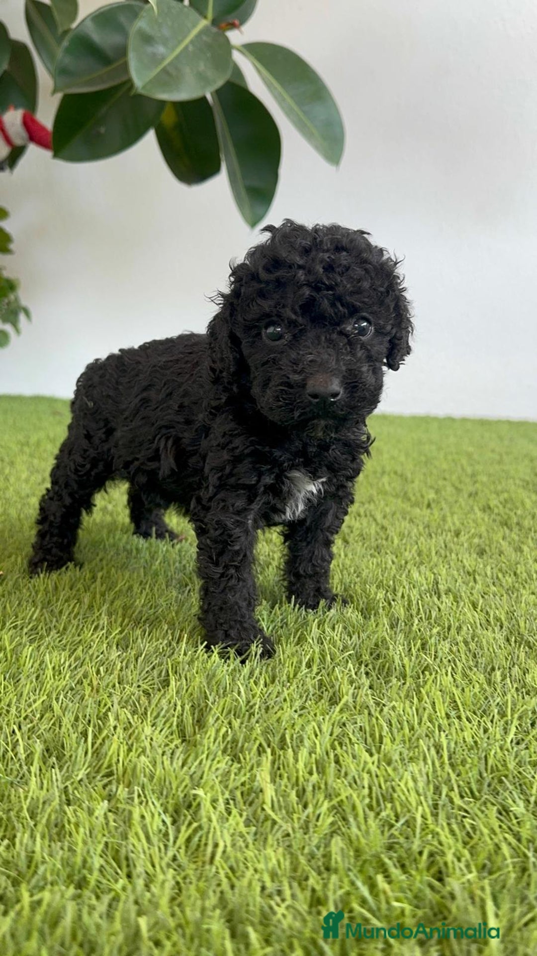 Perro de Agua Español perros en venta: PERRO DE AGUA ESPAÑOL HEMBRA - Imagen 9