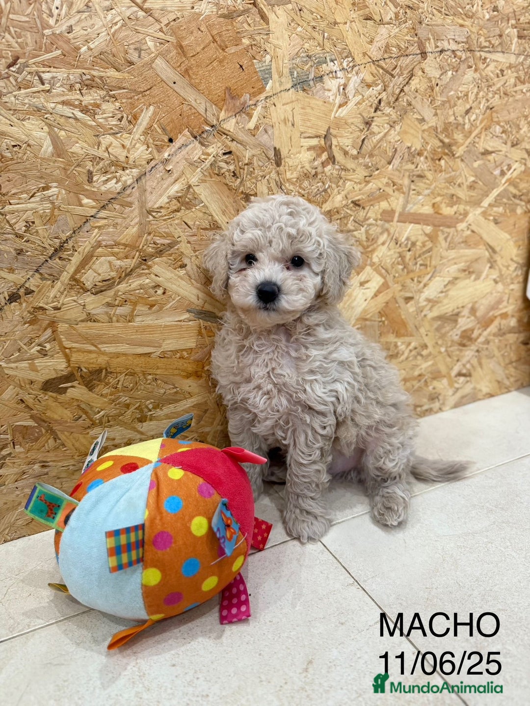 Caniche Enano perros en venta: Caniches enanos  - Imagen 7
