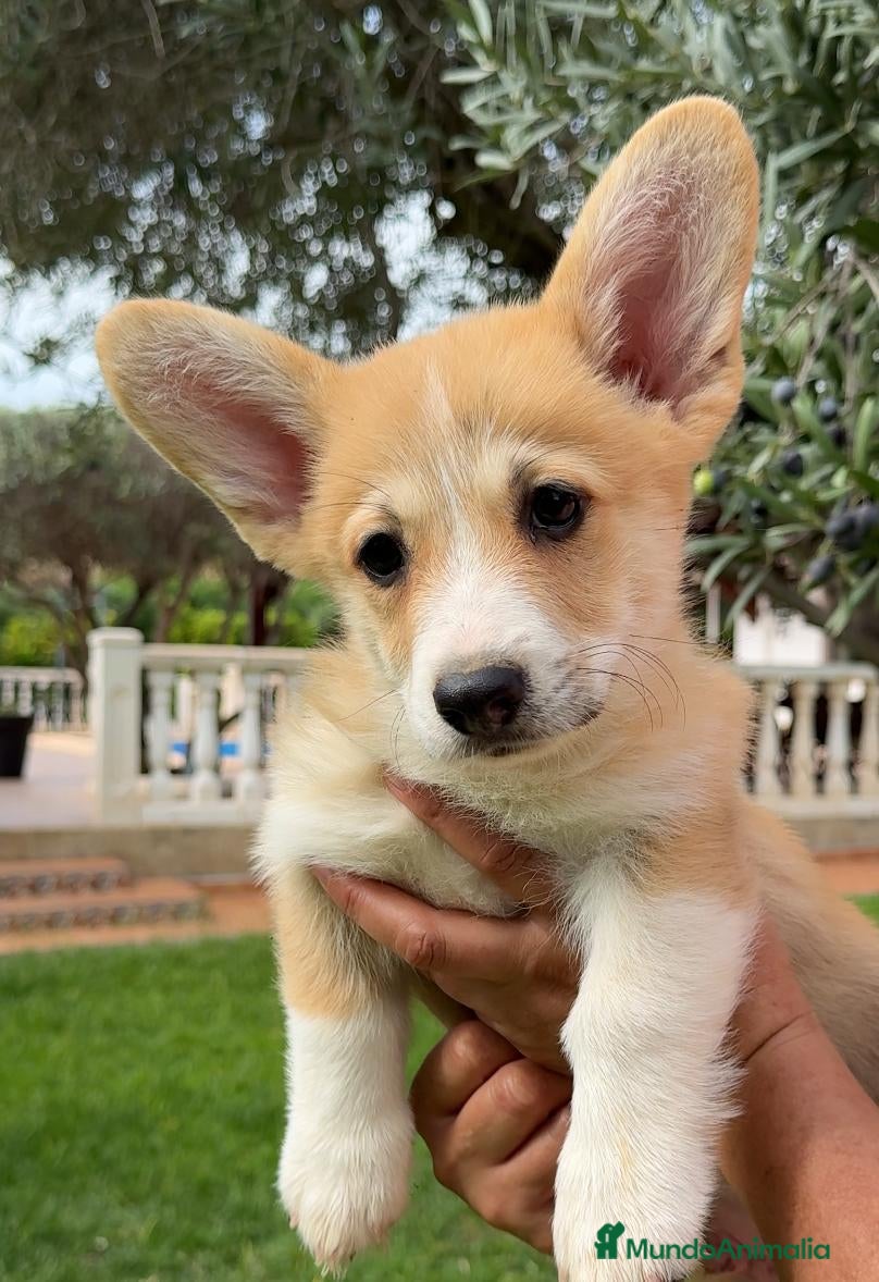 Welsh Corgi Pembroke perros Cachorros Corgi  | Criador pedigre garantia salud - Anuncio 2
