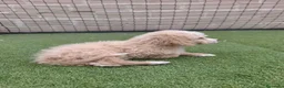 Perro de Agua Español perros en venta: Cachorros perros de agua - Anuncio 7