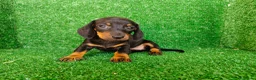 Teckel Miniatura perros en venta: Teckel miniatura  - Anuncio 6