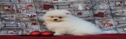 Pomerania perros en venta: POMERANIA  LINEA TOY   MUY CHATO - Anuncio 10