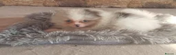 Pomerania perros en venta: Pomeranias Toy Toy - Anuncio 6