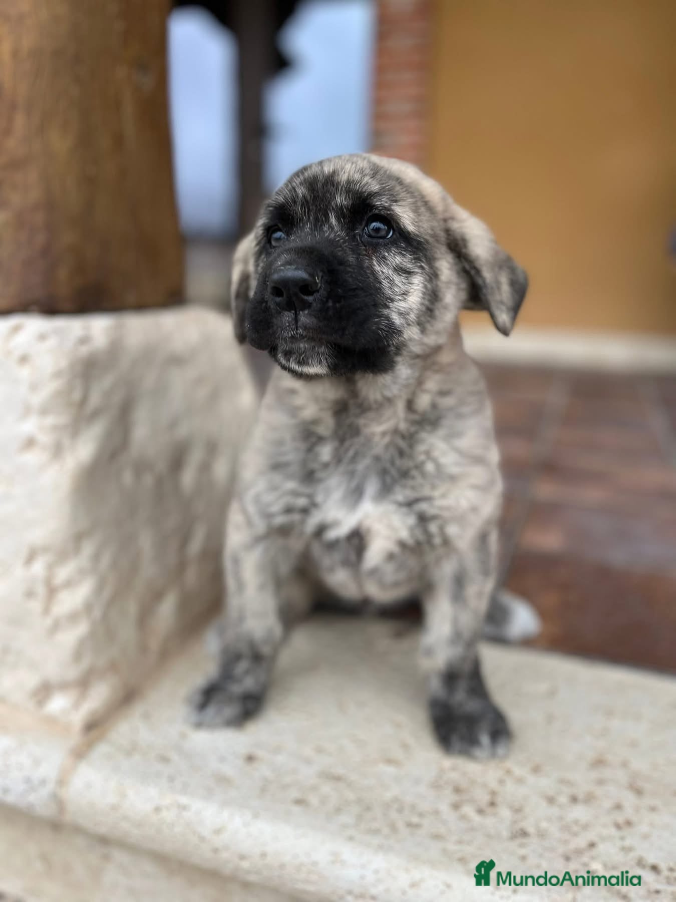 Mastín Español perros Mastin  - Anuncio 29