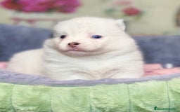Pomsky perros en venta: Cachorro Pomsky (husky miniatura) - Imagen 9