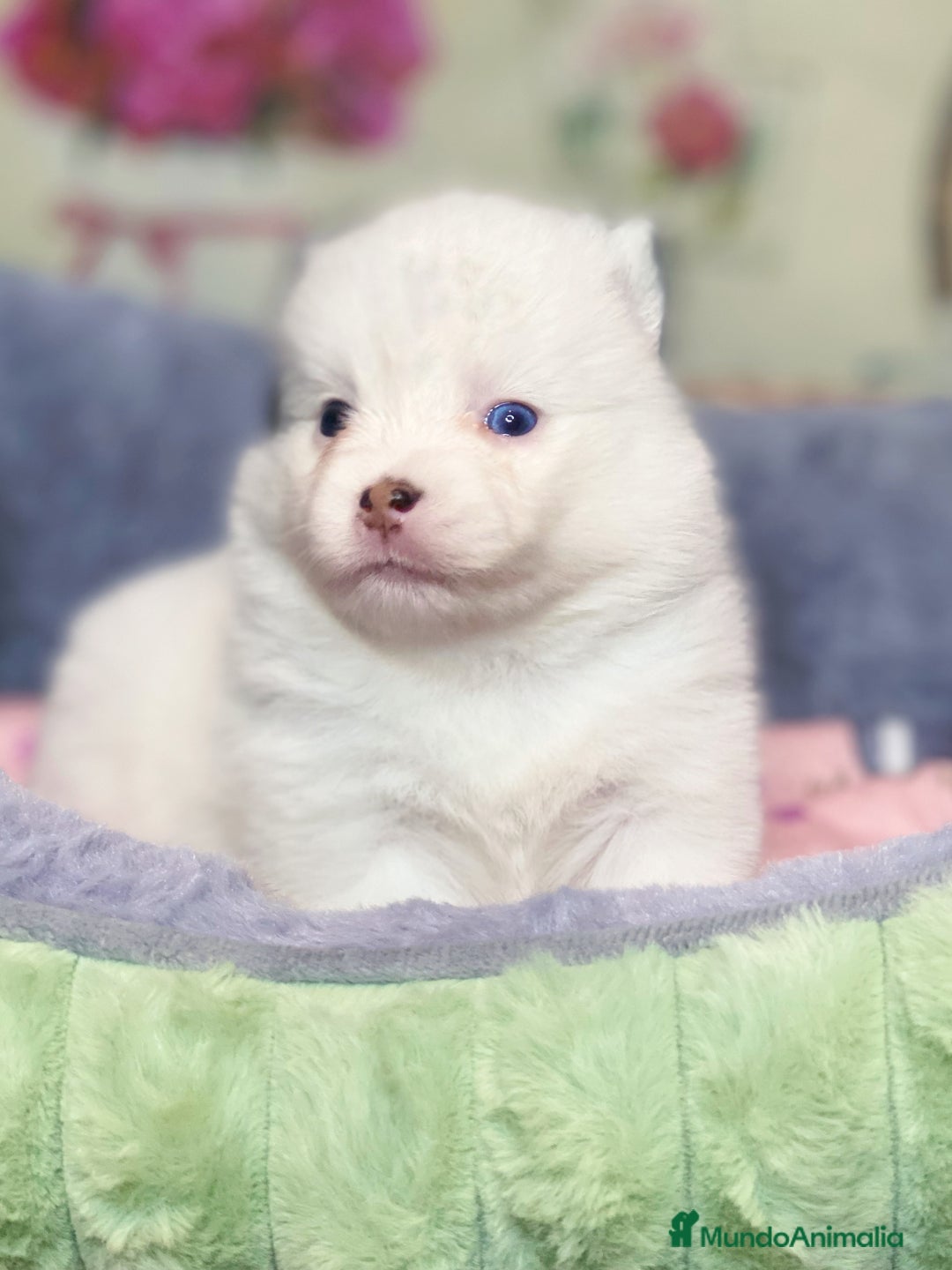 Pomsky perros en venta: Cachorro Pomsky (husky miniatura) - Imagen 9