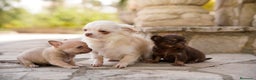 Chihuahua perros en venta: canadá chihuahua - Anuncio 6