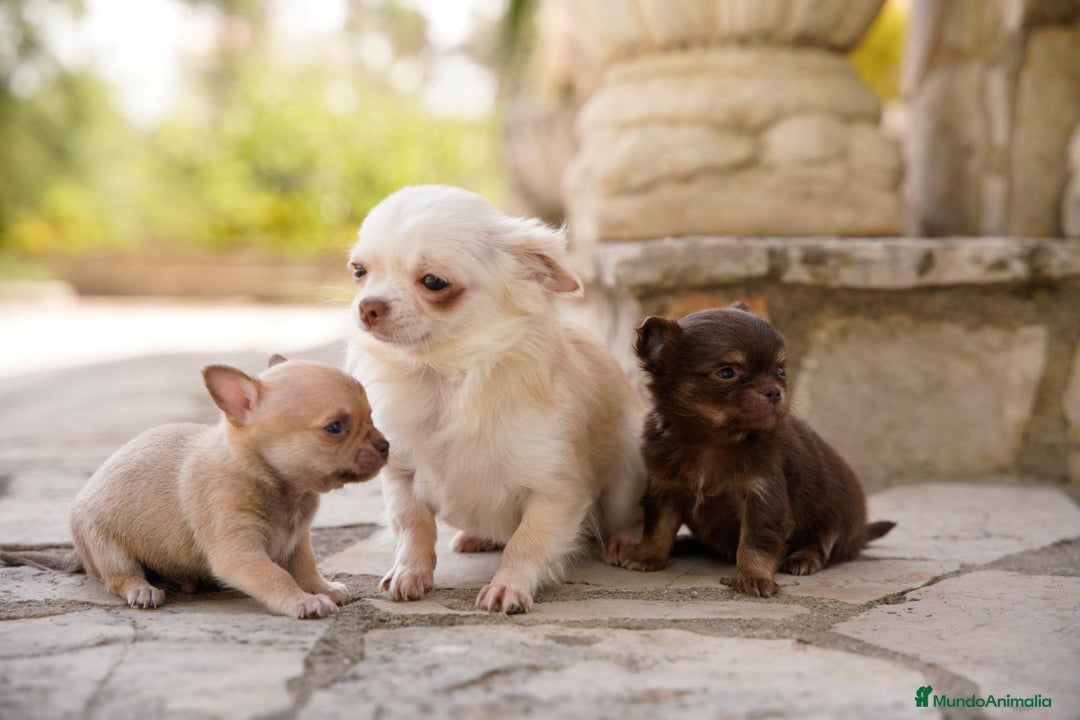 Chihuahua perros en venta: canadá chihuahua - Imagen 6
