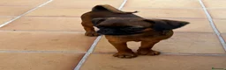 Raza Mixta perros en venta: Petit Brabançon  - Anuncio 3