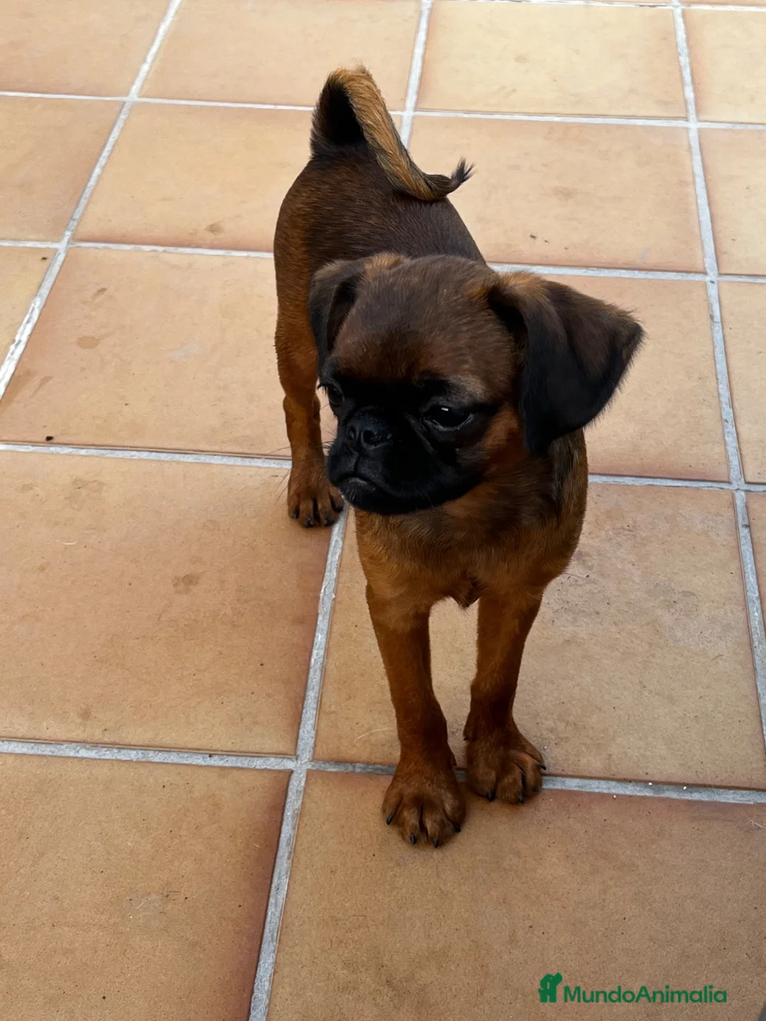Raza Mixta perros en venta: Petit Brabançon  - Anuncio 3