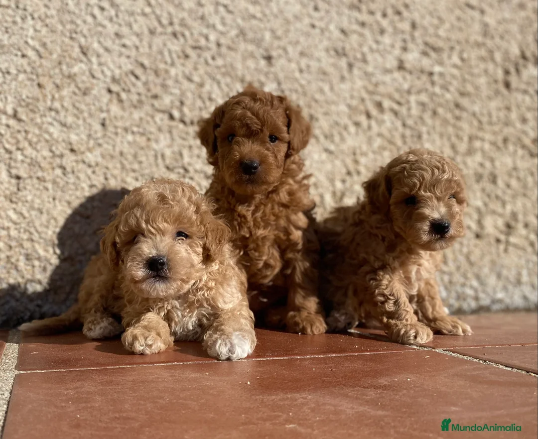 Caniche Toy perros en venta: Cachorros de Caniche toy y enano  en Madrid - Anuncio 4
