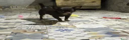 Chihuahua perros en venta: Chihuahua toy Isabella  - Anuncio 4