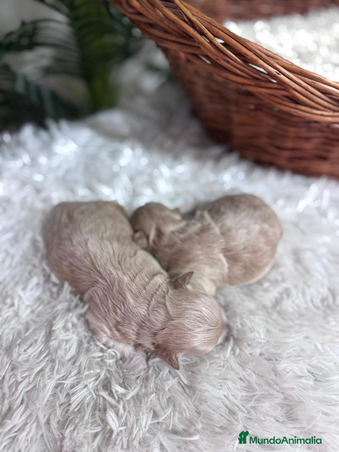 Maltipoo perros en venta: MALTIPOO  - Anuncio 7