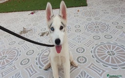 Husky Siberiano perros en venta: Cachorros Husky Siberiano  - Imagen 1